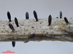 Acrospermum compressum