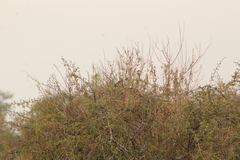 Pheucticus melanocephalus