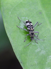 Chlorophorus macaumensis