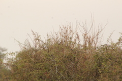 Pheucticus melanocephalus