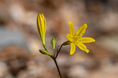 Triteleia crocea