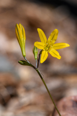 Triteleia crocea