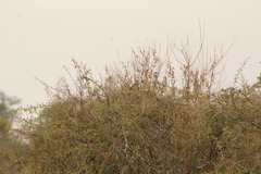 Pheucticus melanocephalus
