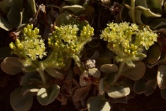 Eriogonum robustum