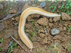 Polyzoniida