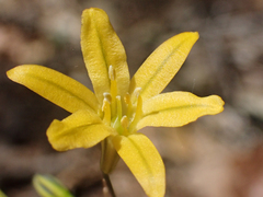 Triteleia crocea