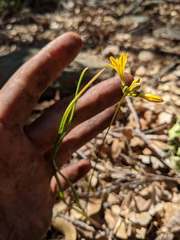 Triteleia crocea