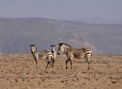 Equus zebra hartmannae
