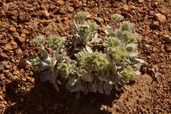 Eriogonum robustum
