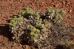 Eriogonum robustum