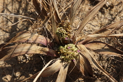 Ledebouria marginata