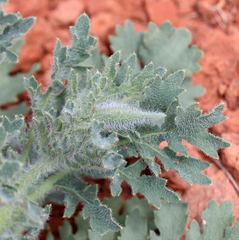 Glaucium corniculatum
