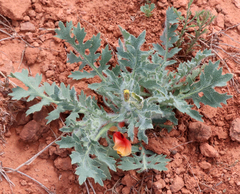 Glaucium corniculatum