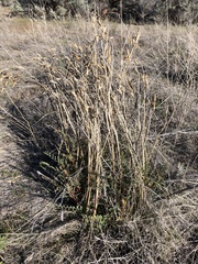 Astragalus eremiticus