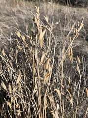 Astragalus eremiticus