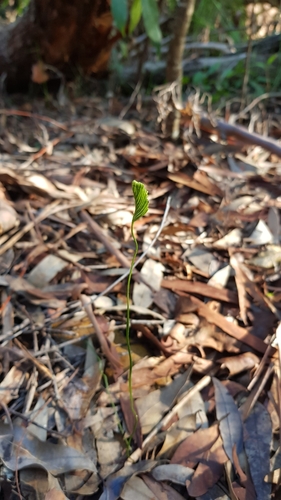 Schizaea bifida (Schizaea bifida)