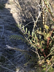 Astragalus eremiticus