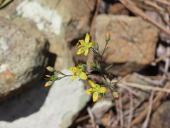 Hesperolinon breweri