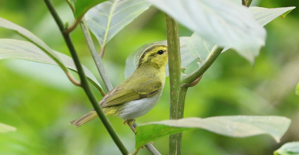 Yellow-Vented Warbler