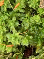 Plagiomnium venustum