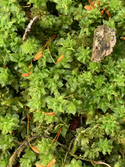 Plagiomnium venustum