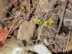 Hesperolinon breweri