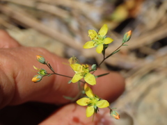 Hesperolinon breweri