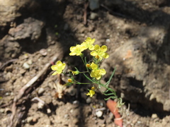 Hesperolinon breweri