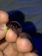 Eucanthus lazarus