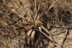 Ledebouria marginata
