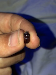 Eucanthus lazarus