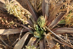 Ledebouria marginata