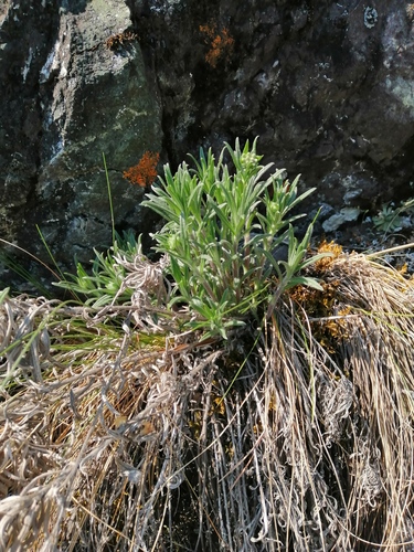 Onosma simplicissima