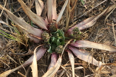 Ledebouria marginata