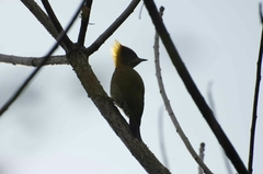 Picus chlorolophus