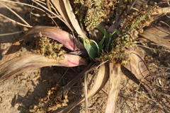 Ledebouria marginata