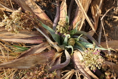 Ledebouria marginata