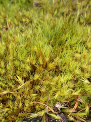Dicranum howellii