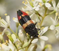 Castiarina bella