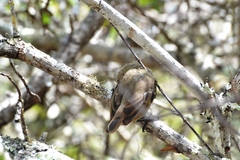 Camarhynchus pallidus