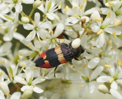 Castiarina bella