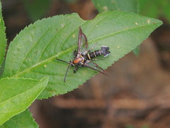 Nokona pilamicola