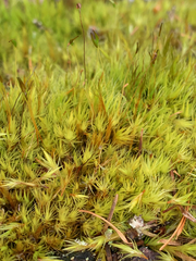 Dicranum howellii