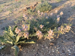 Astragalus andersonii