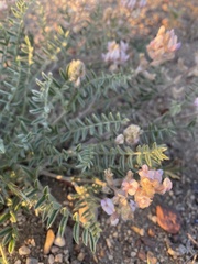 Astragalus andersonii