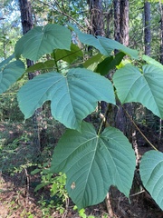 Vernicia fordii
