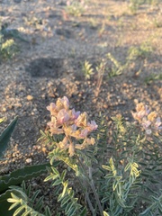 Astragalus andersonii