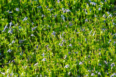 Lindernia grandiflora