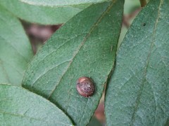 Satsuma