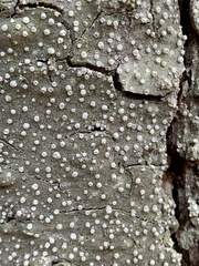 Pertusaria subambigens